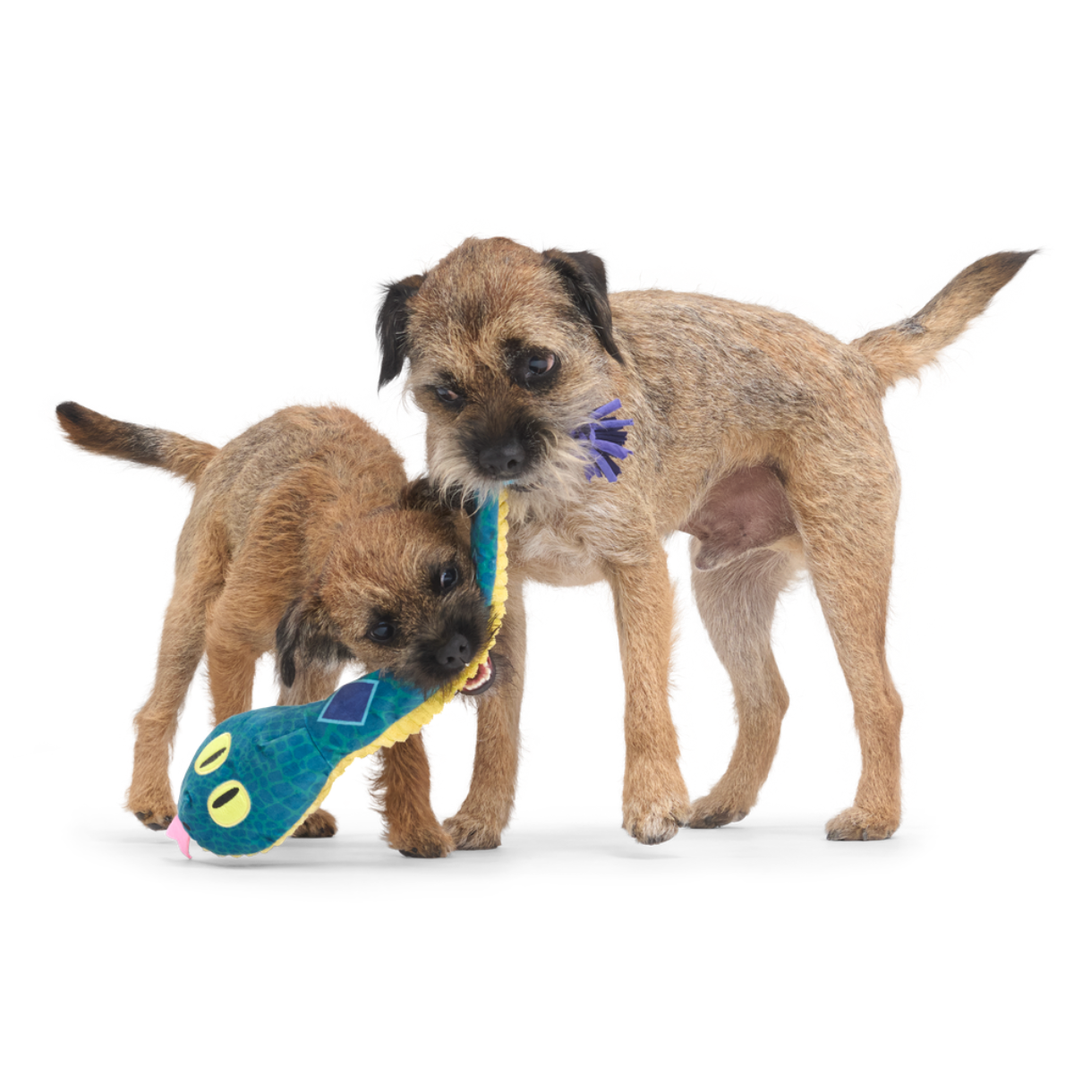 Bea The Titanoboa Plush Tug Dog Toy